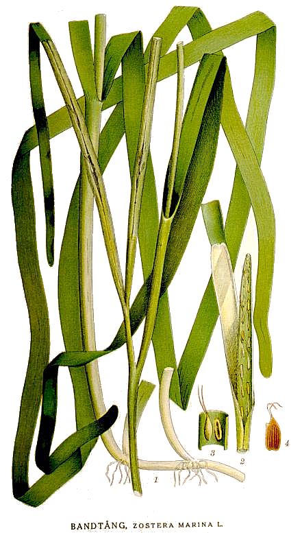 Zostera marina