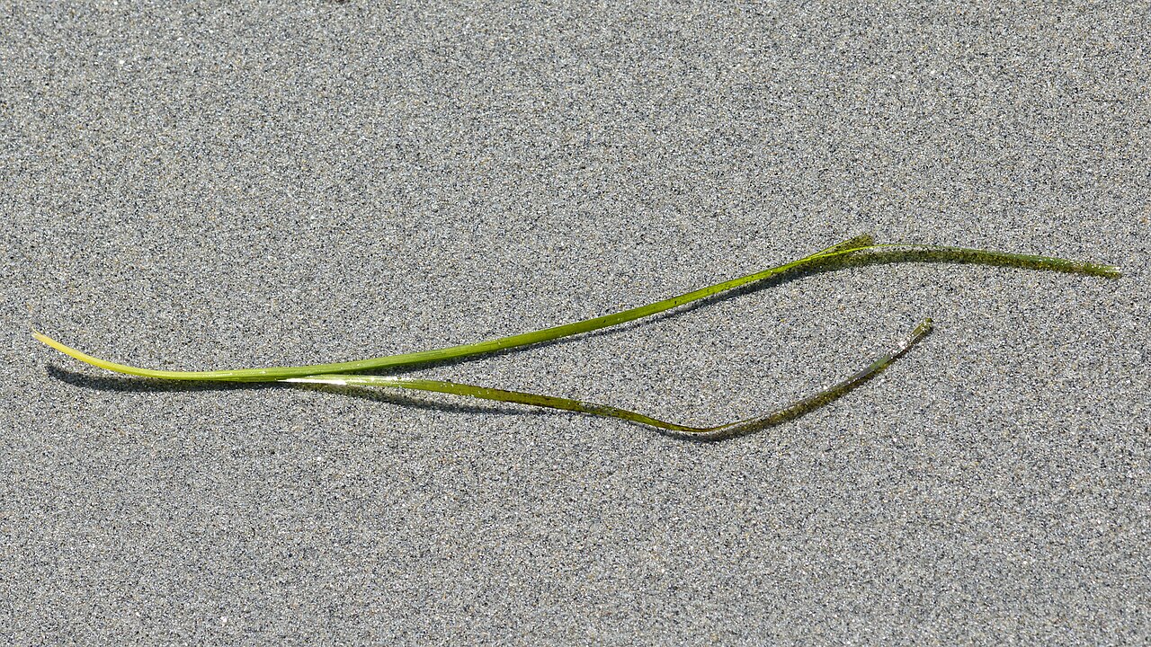Zostera marina