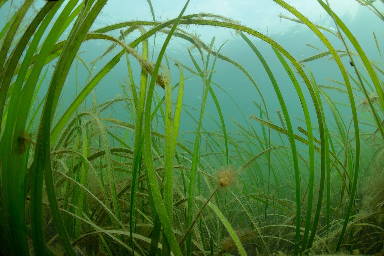Zostera marina