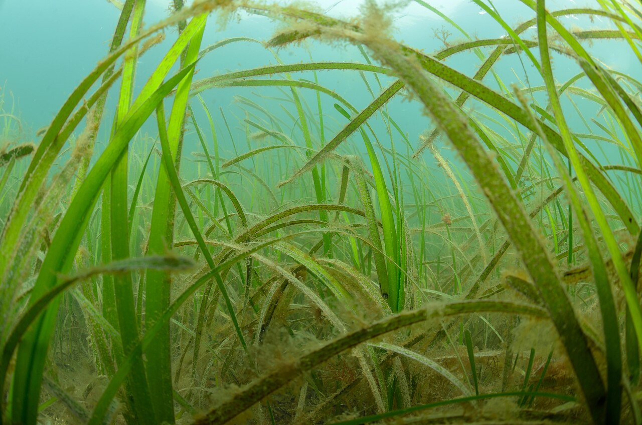 Zostera marina