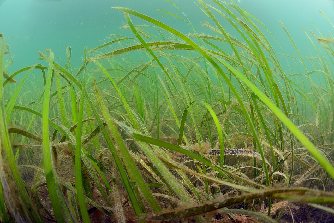 Zostera marina