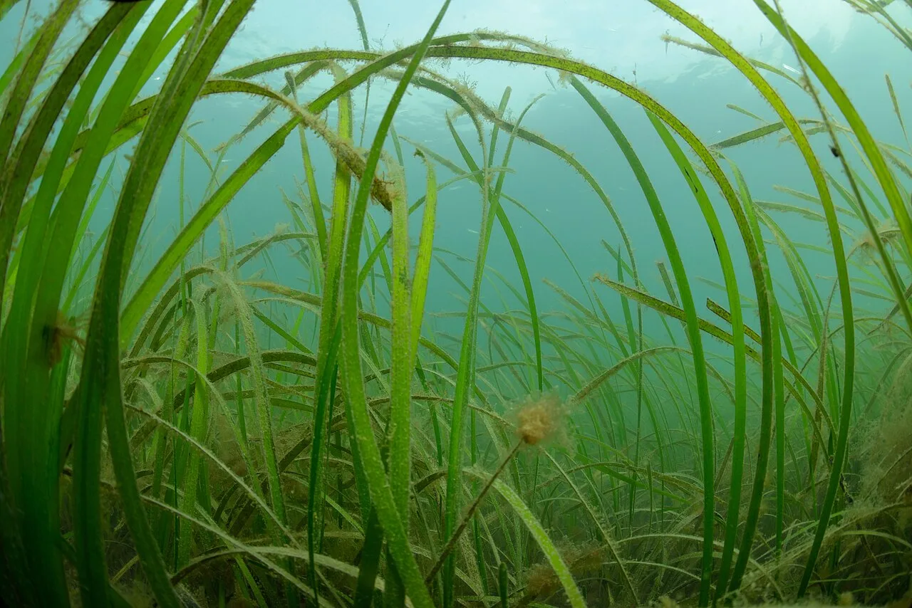 Zostera marina