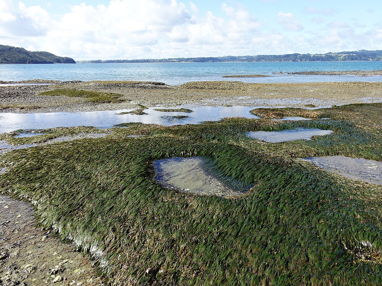Zostera muelleri