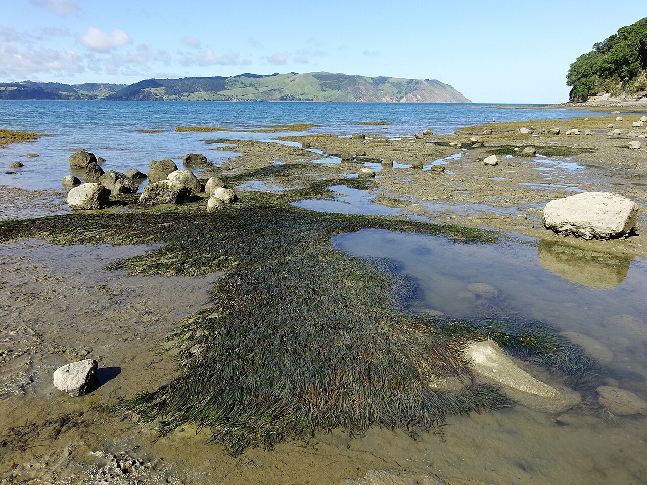 Zostera muelleri