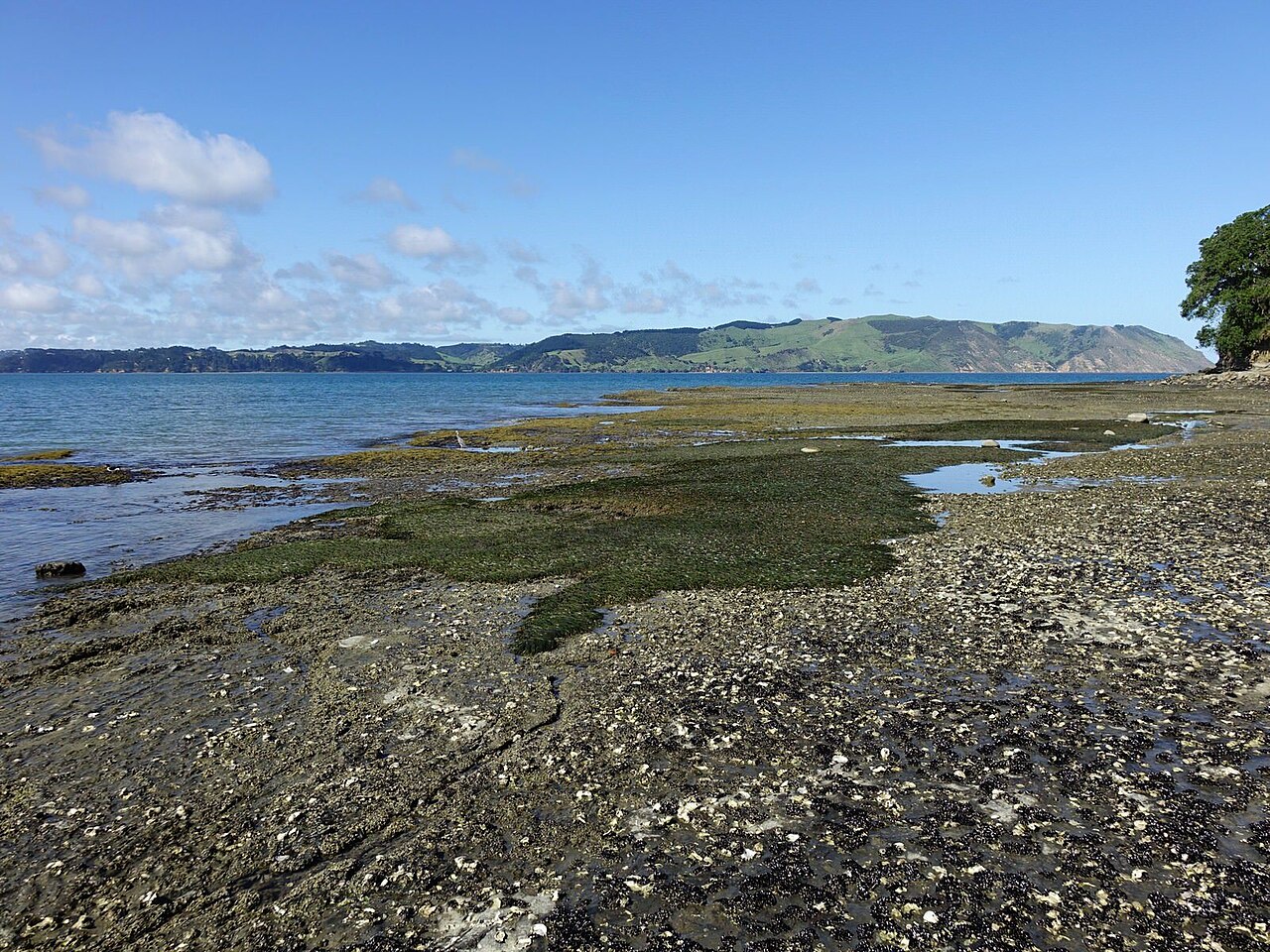 Zostera muelleri