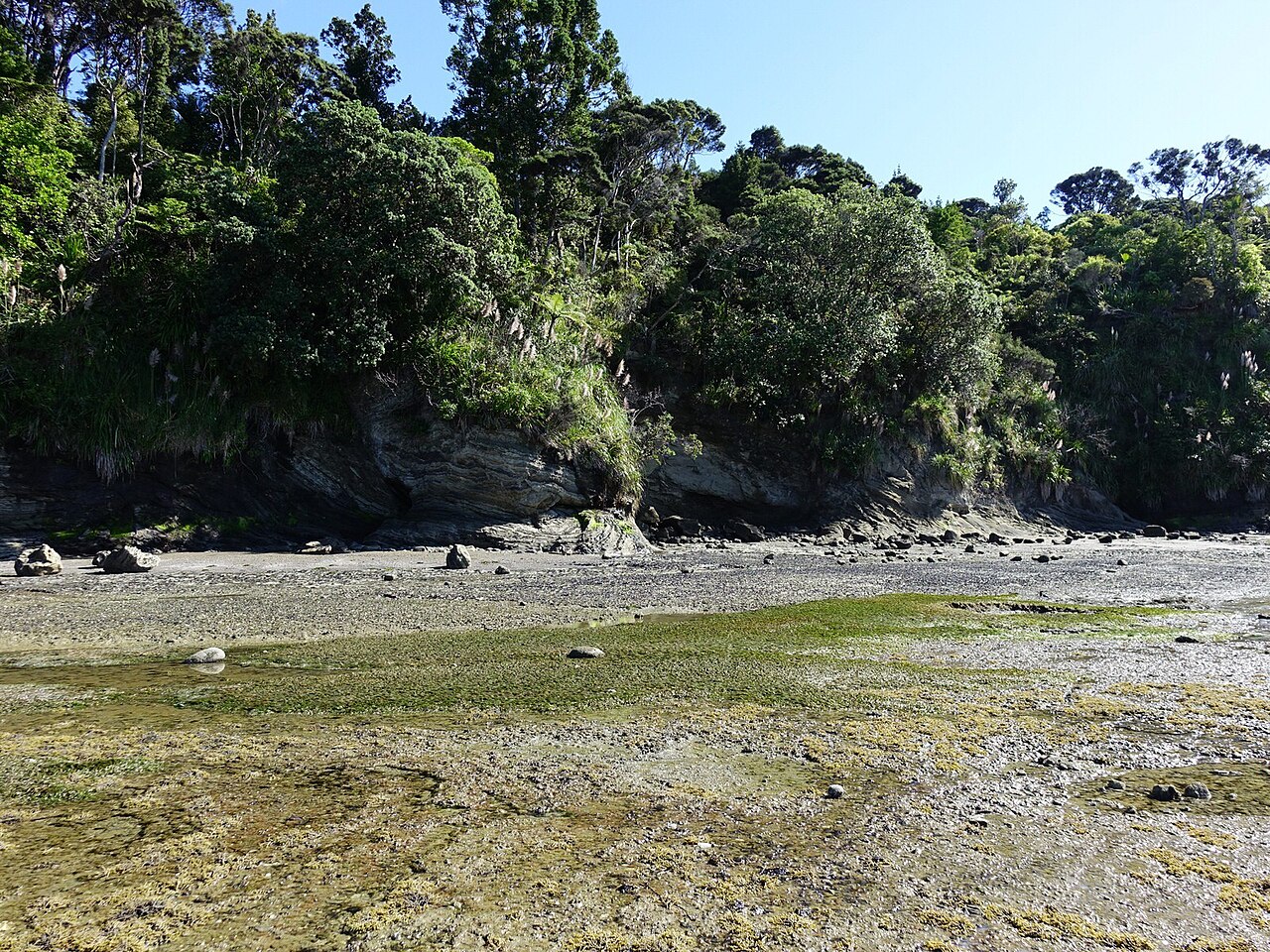 Zostera muelleri