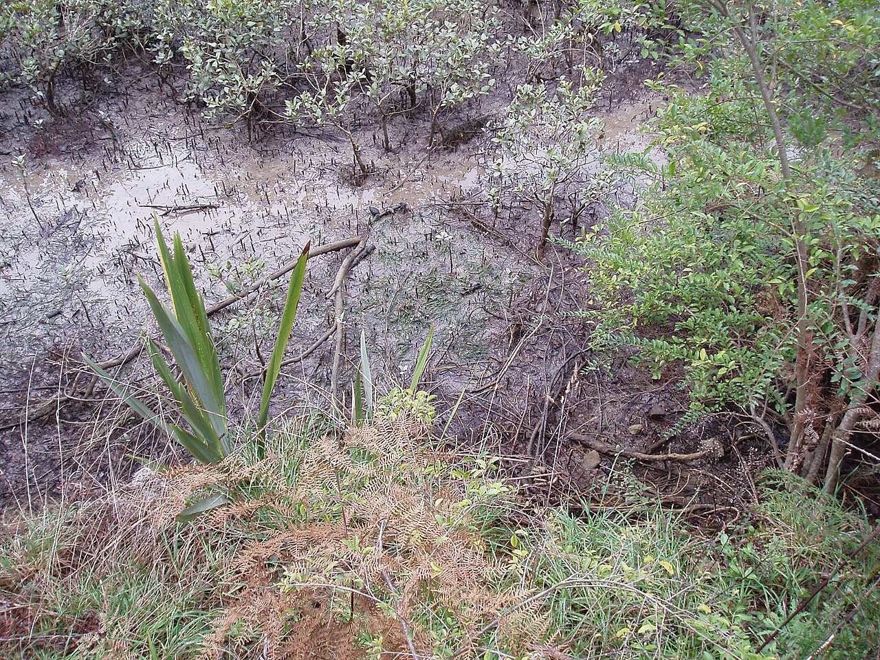 Zostera muelleri