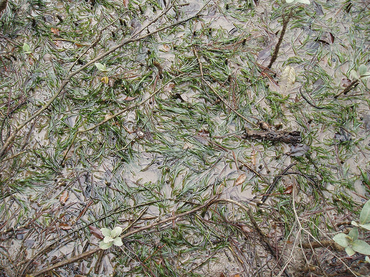Zostera muelleri
