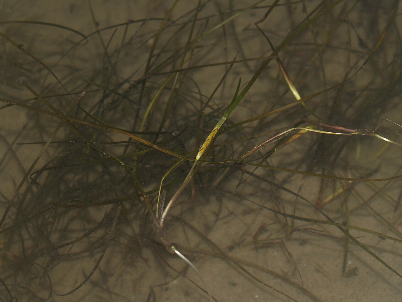 Zostera noltii