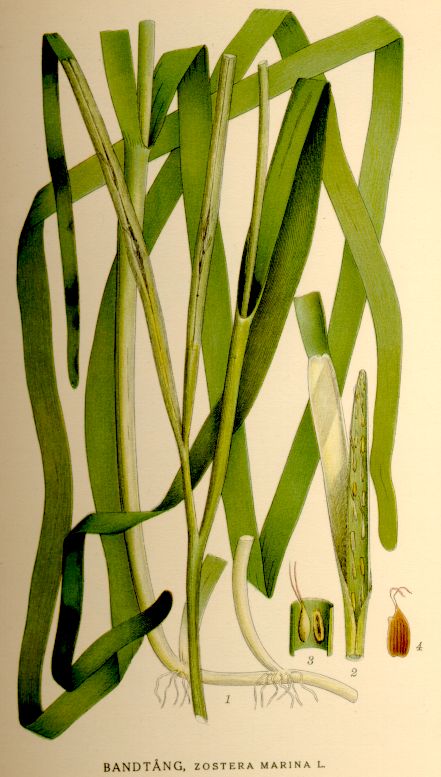 Zostera noltii