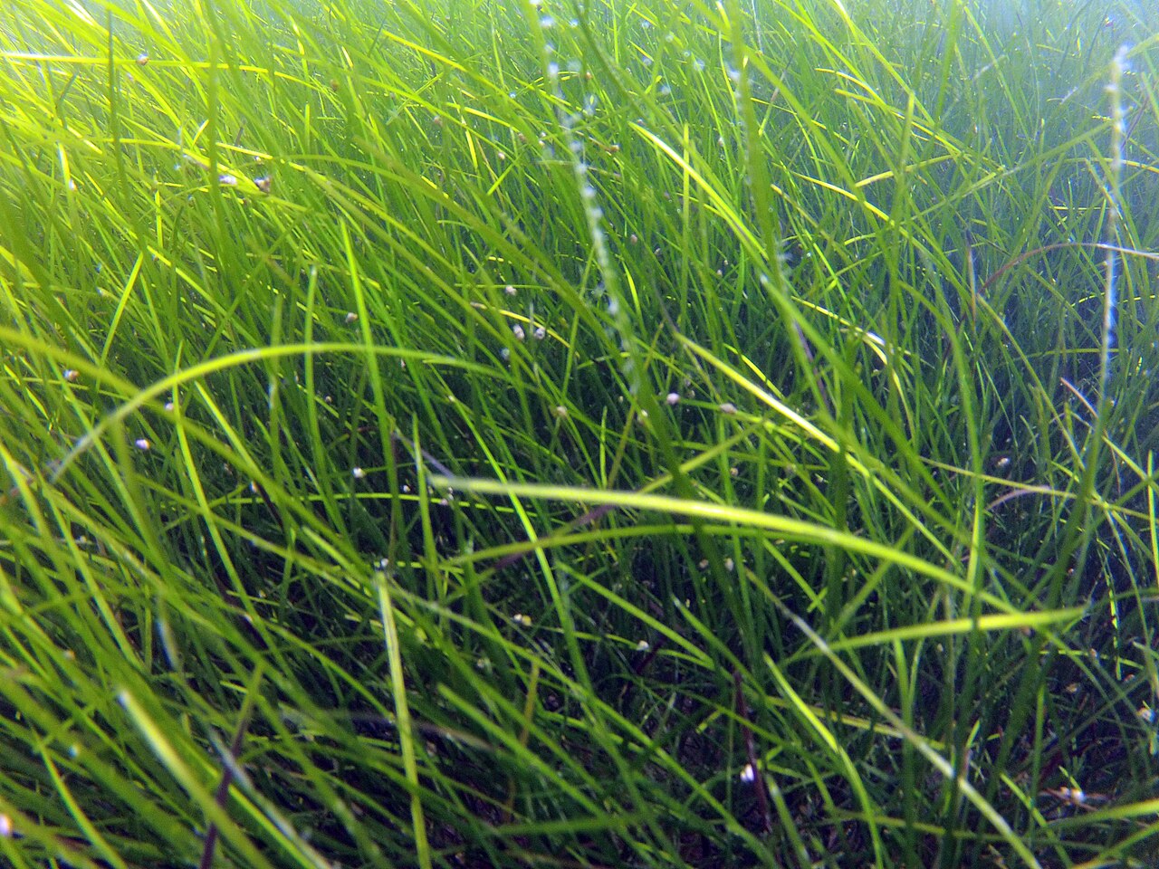 Zostera noltii