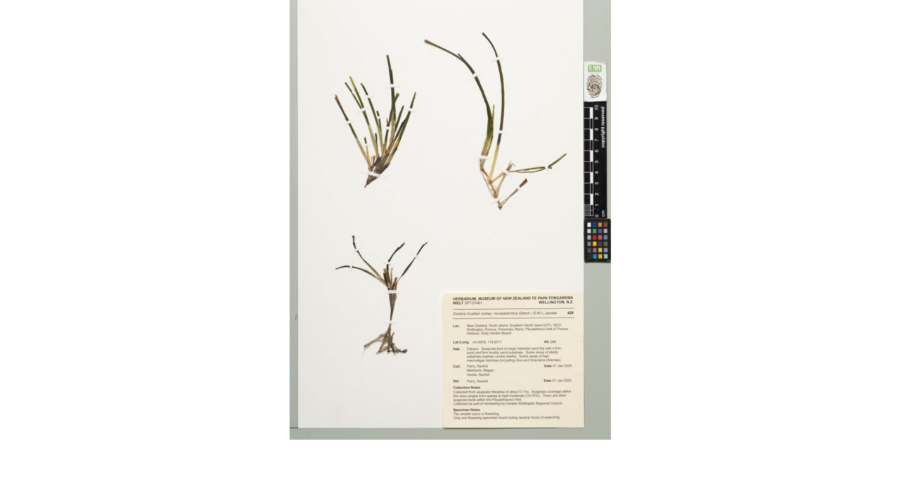 Zostera novazelandica