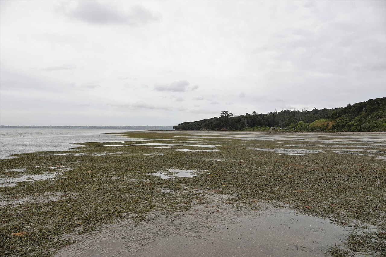 Zostera novazelandica