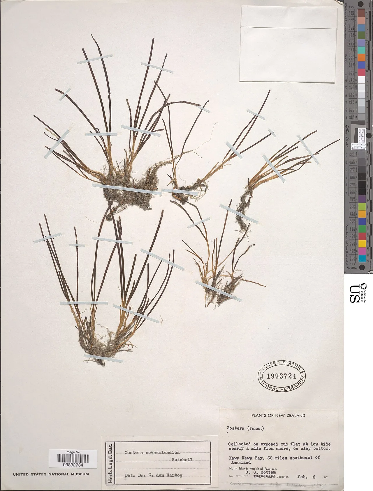 Zostera novazelandica
