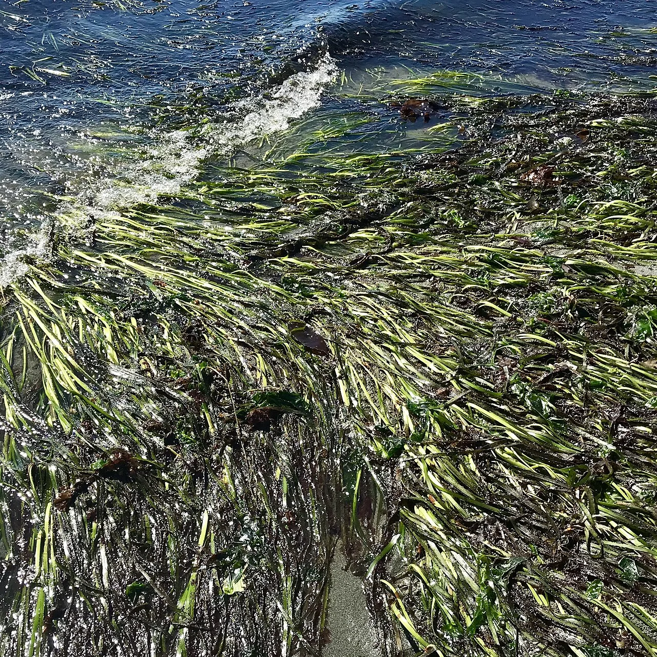 Zostera