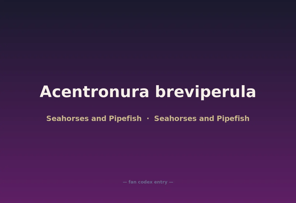 Acentronura breviperula