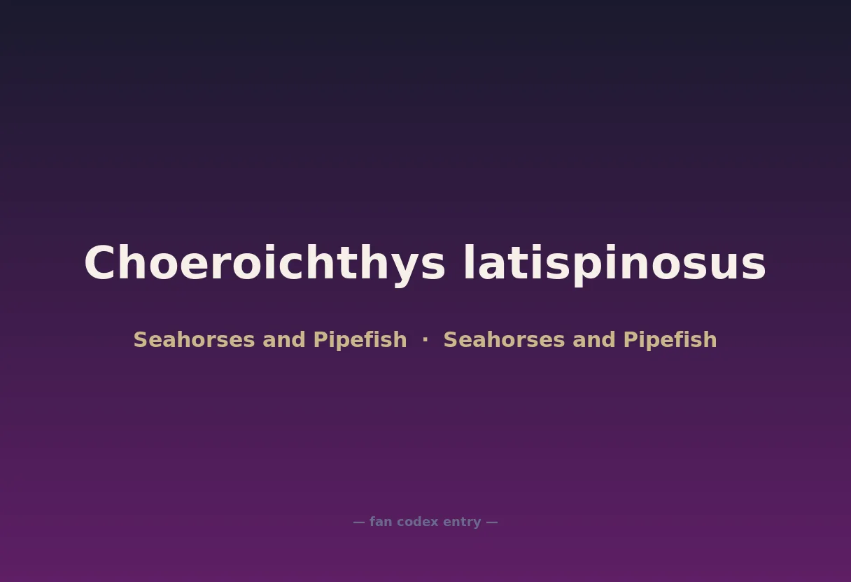 Choeroichthys latispinosus