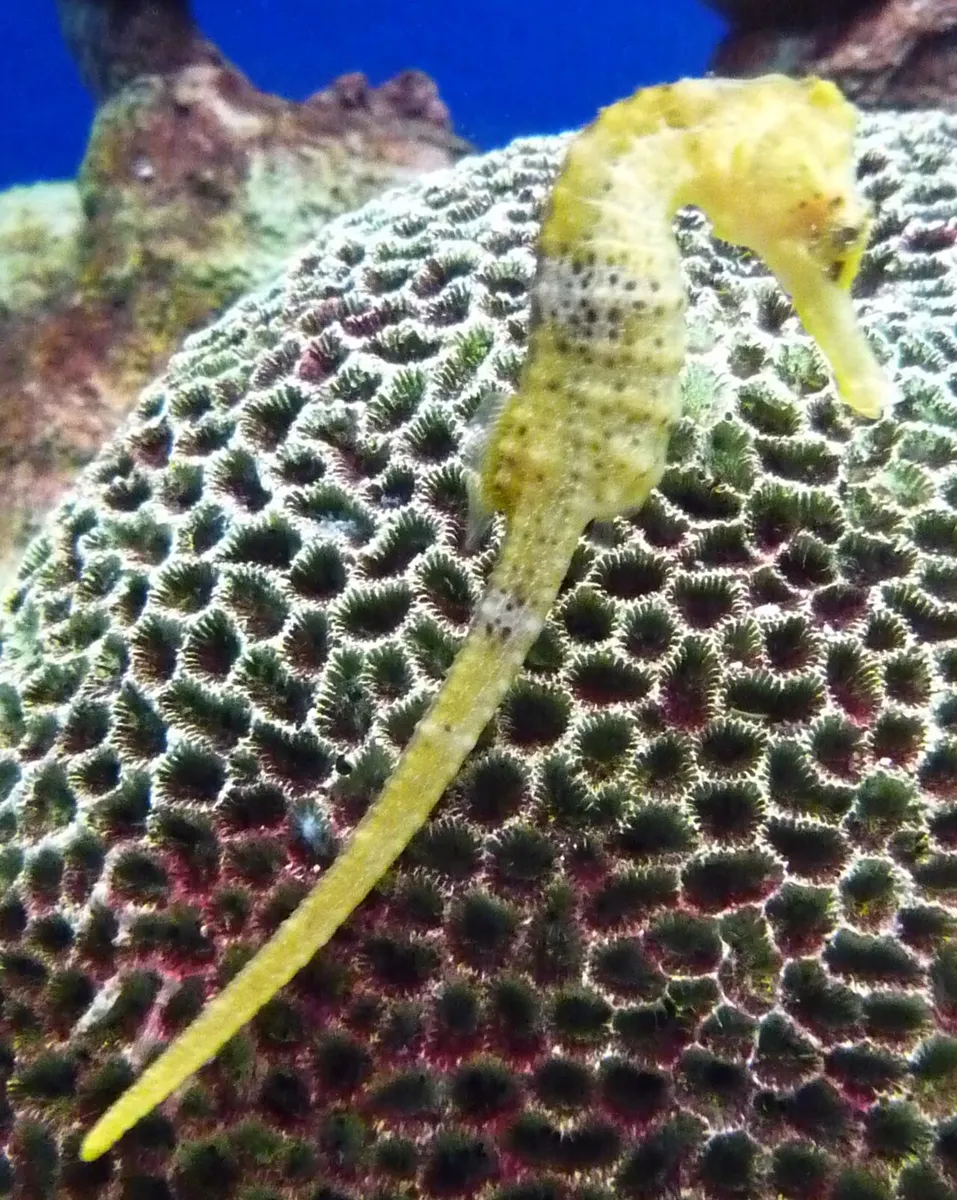 Long-snouted seahorse