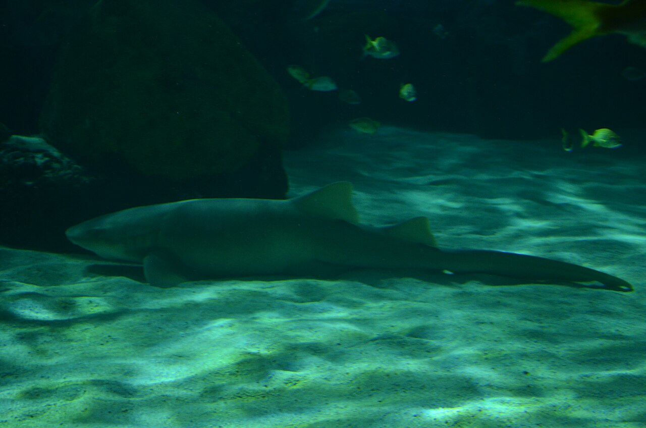 Bottom dwelling shark- Ginglymostoma cirratum