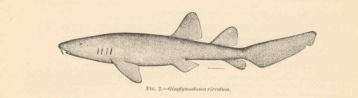 FMIB 38045 Ginglymostoma cirratum (Gmelin) Nurse Shark; 'Gata'