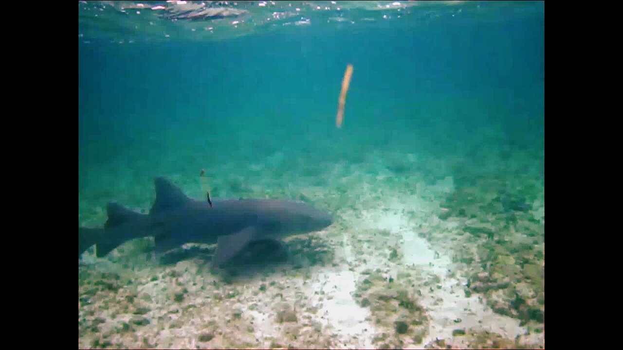 Ginglymostoma cirratum (nurse shark) & Echeneis neucratoides (whitefin sharksucker) (San Salvador Island, Bahamas)