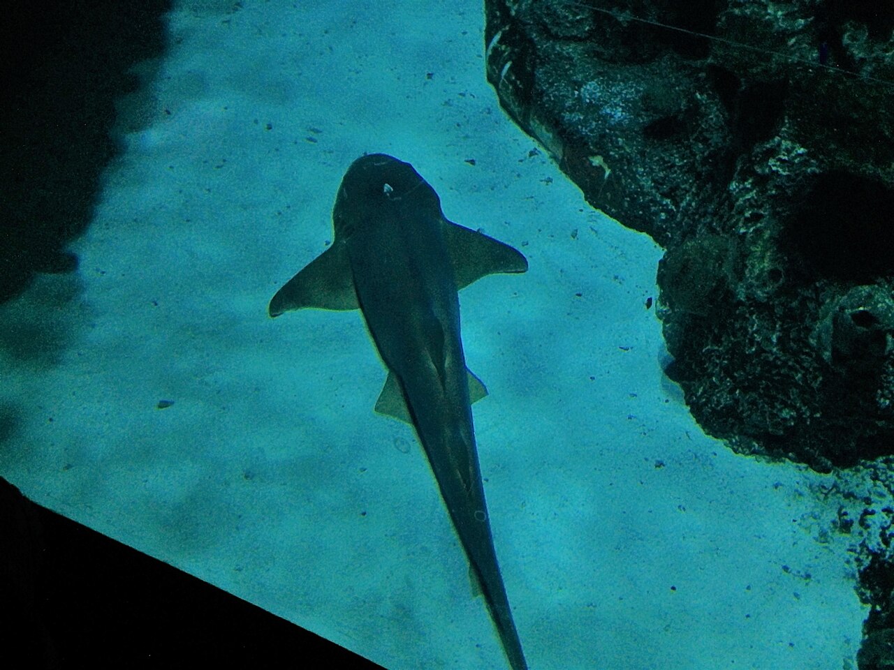 Ginglymostoma cirratum Shark Reef Aquarium