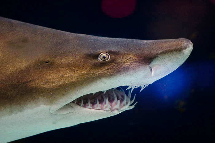 Grey nurse shark 2