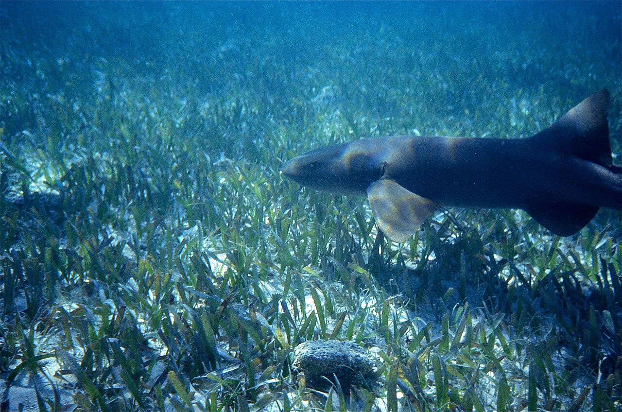 Nurse Shark (Ginglymostoma cirratum)