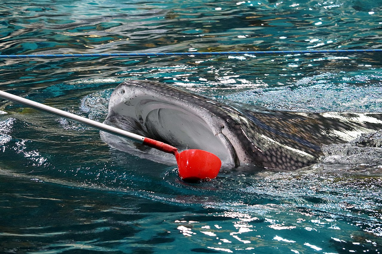 Rhincodon typus, whale shark