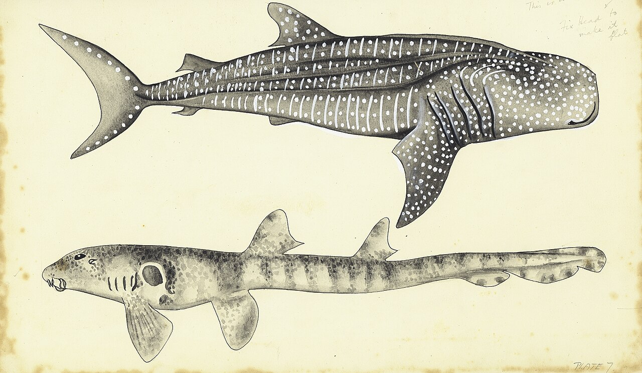 Whale Shark, Rhincodon typus, 1965