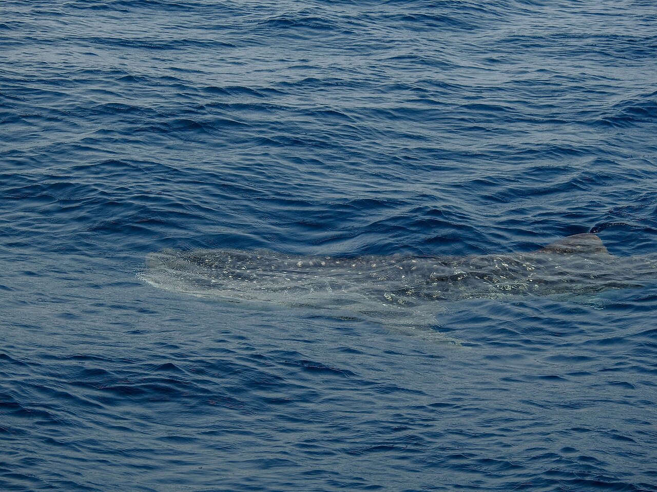 Whale Shark (Rhincodon typus)