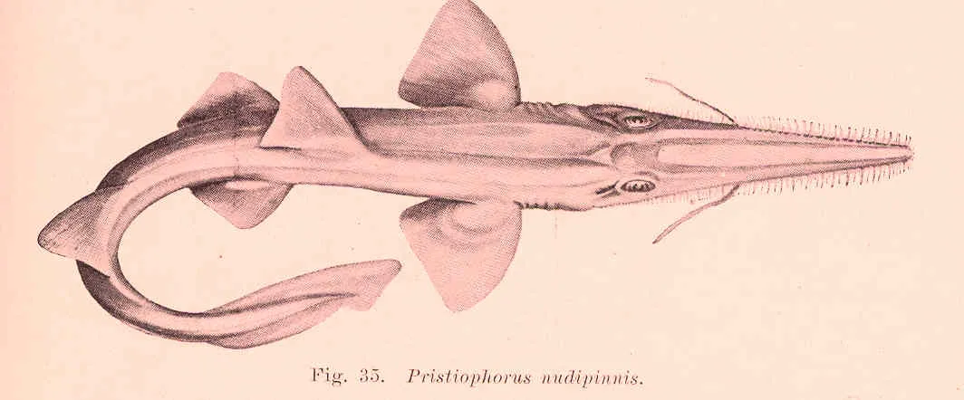 Sawshark