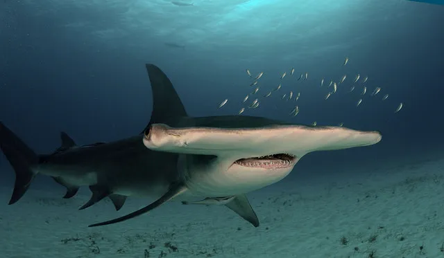 Great hammerhead