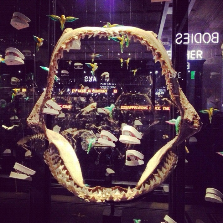 Day 16 - Hammerhead Shark Jaw