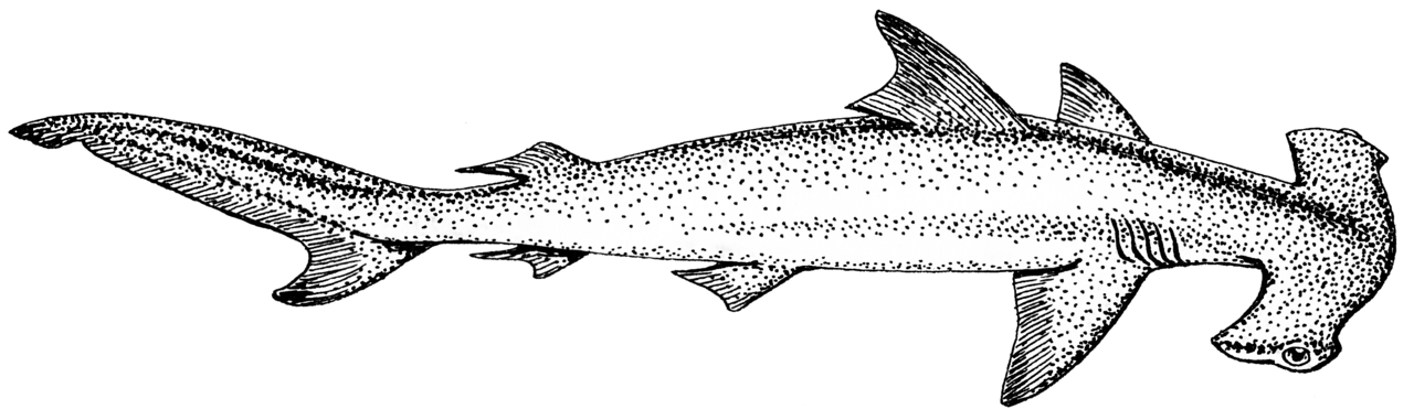 Hammerhead Shark (PSF)