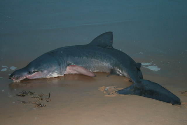 A Basking Shark beaten by the northerly winds - geograph.org.uk