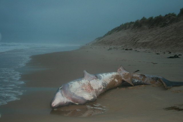 A Basking Shark meets its fate - geograph.org.uk