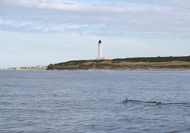A Basking Shark north of the Covesea beach. - geograph.org.uk