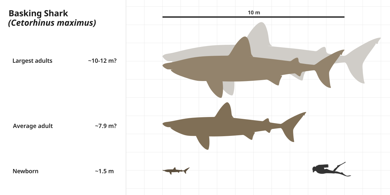 Basking Shark Scale Chart SVG Steveoc86