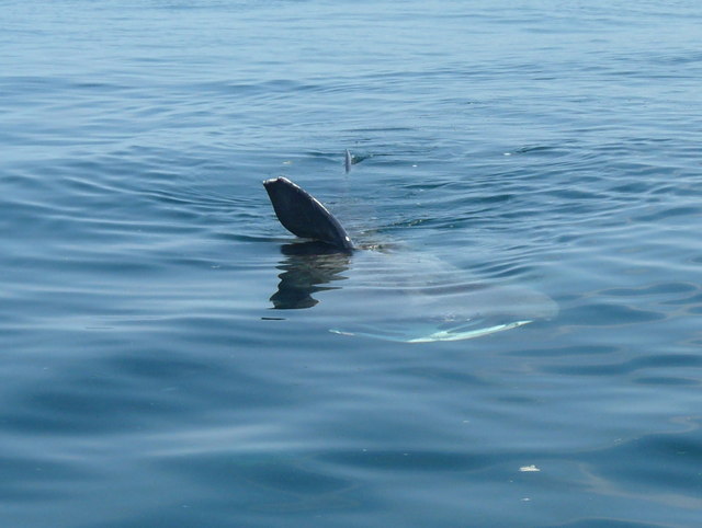Basking Shark, Loch Tuath. - geograph.org.uk