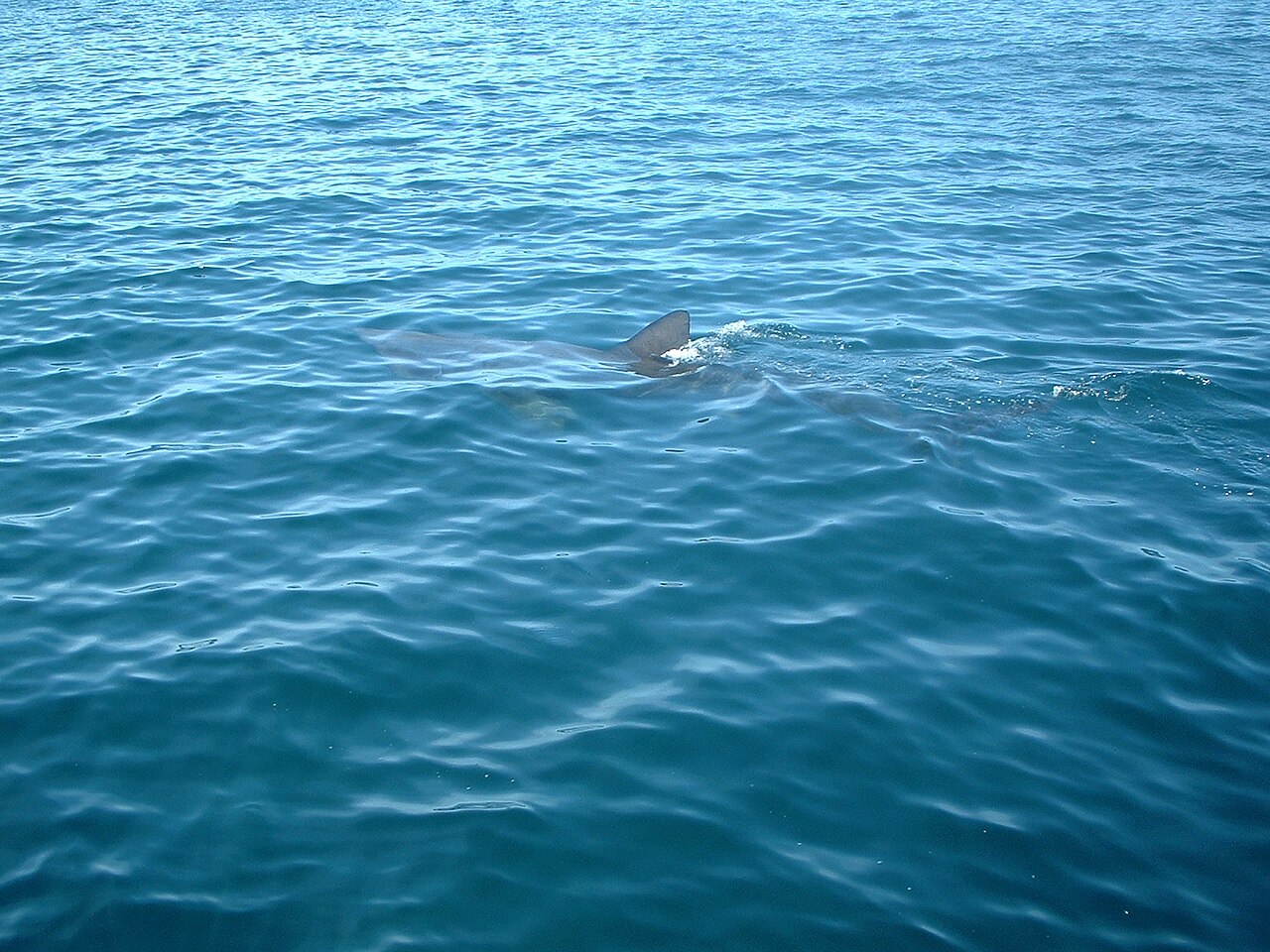 Basking Shark, Padstow Bay - geograph.org.uk