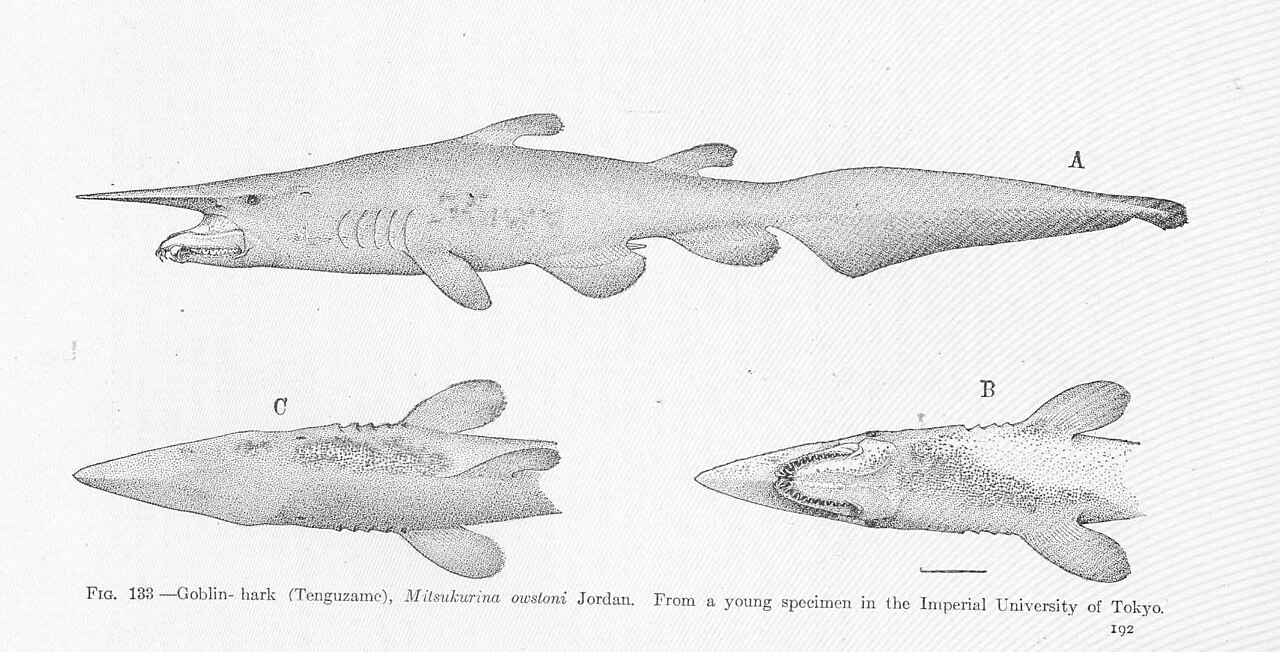 FMIB 51670 Goblin- hark (Tenguzame), Mitsukurina owstoni Jordan From a young specimen in the Imperial University of Tokyo