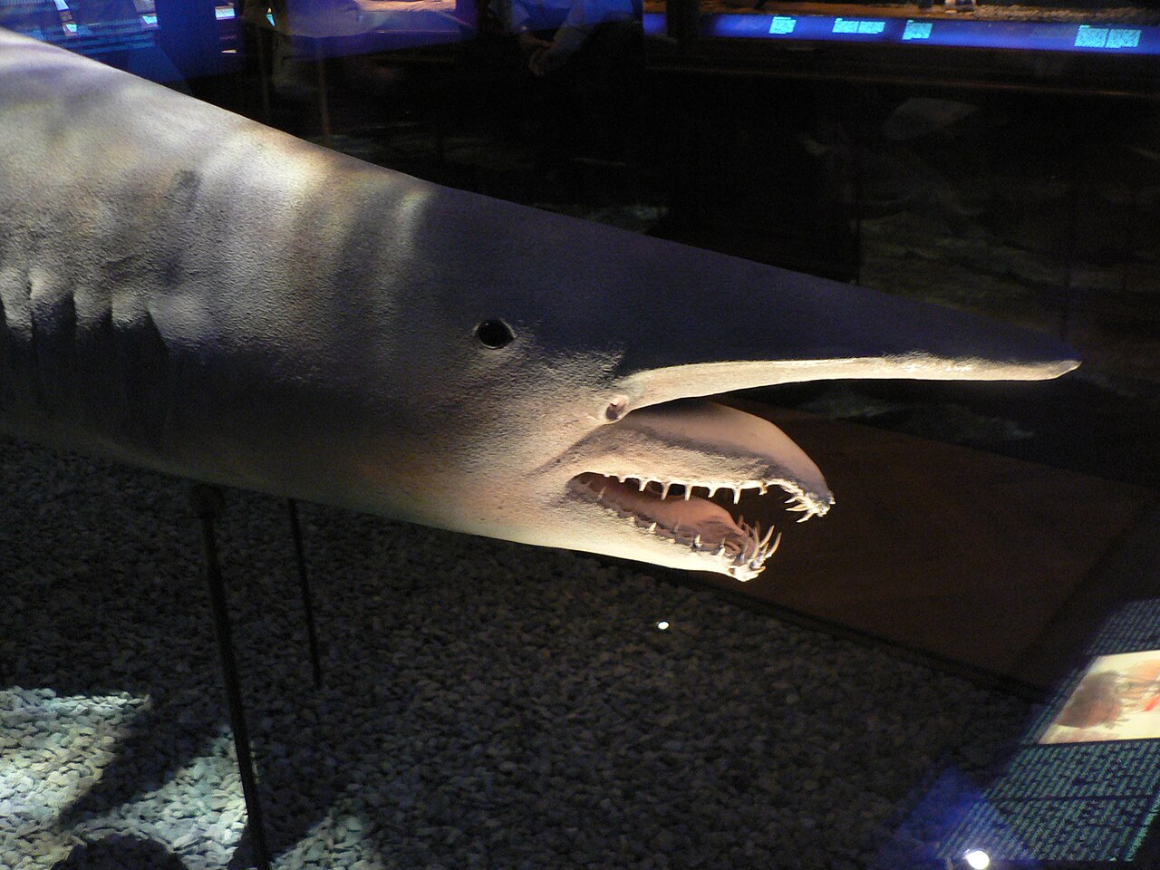 Goblin shark, Pengo