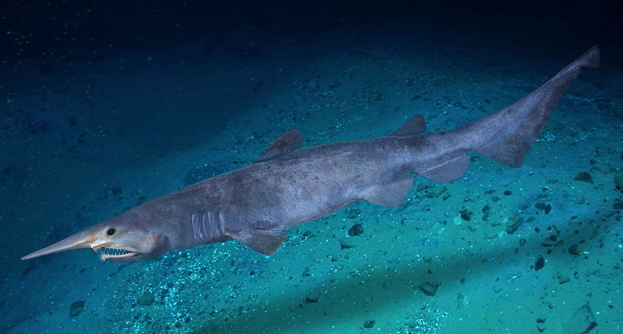 Goblin shark (Mitsukurina owstoni)