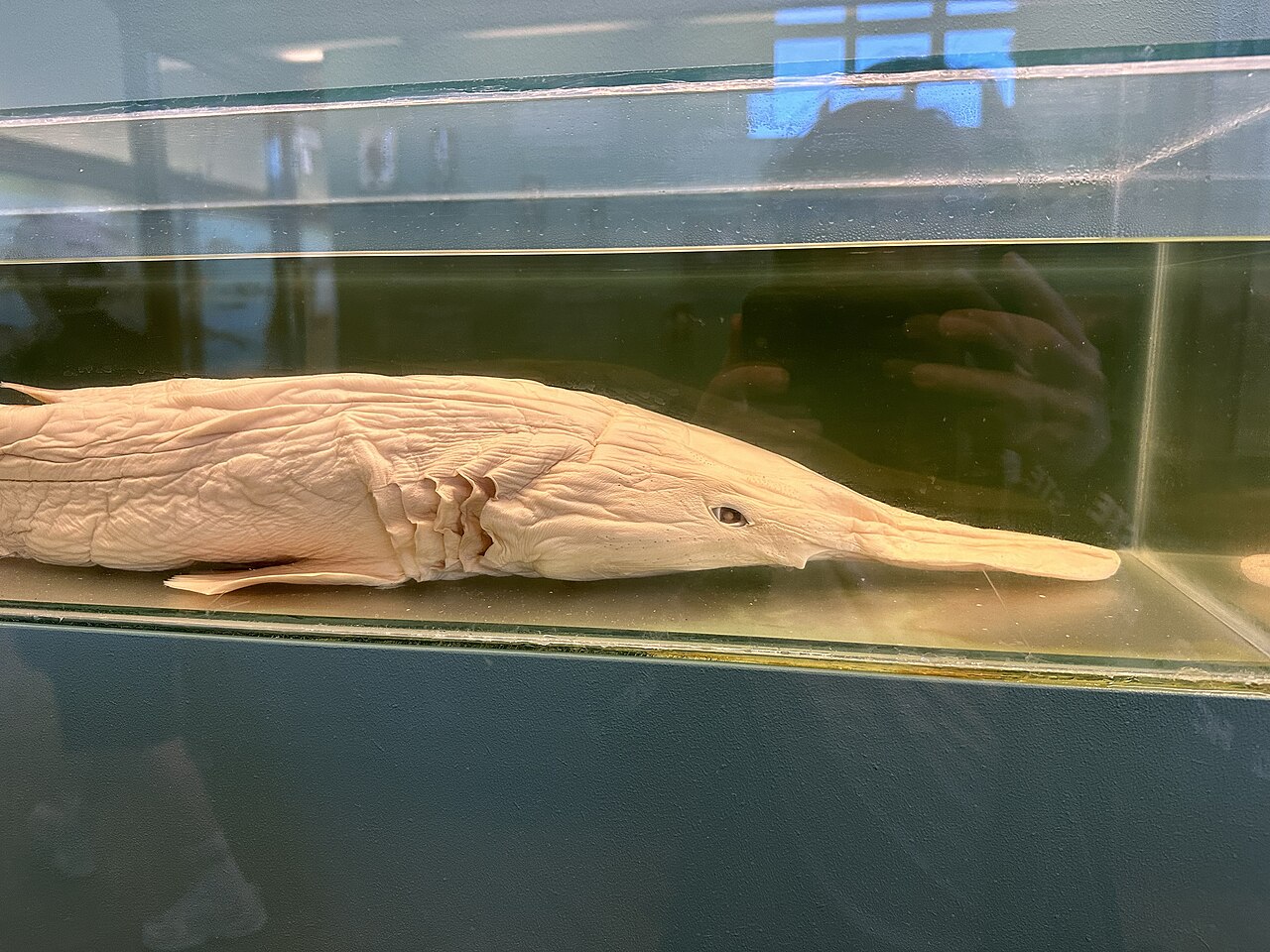 Goblin shark NHMW