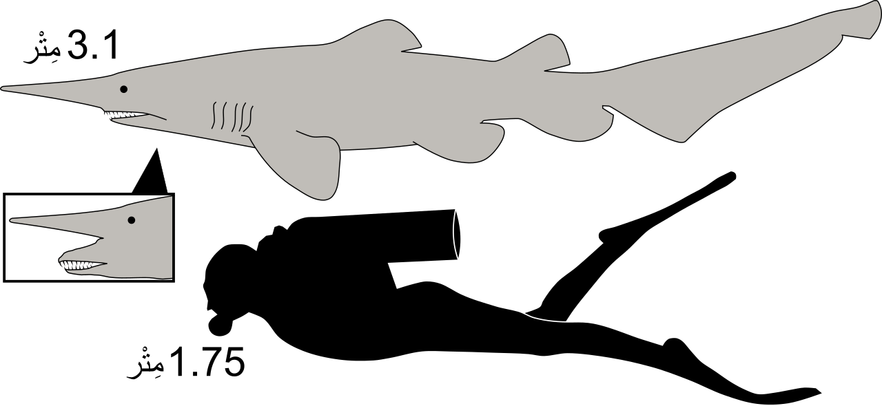 Goblin shark size-ar