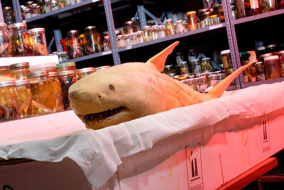 Albino Great white shark pup South Africa 1