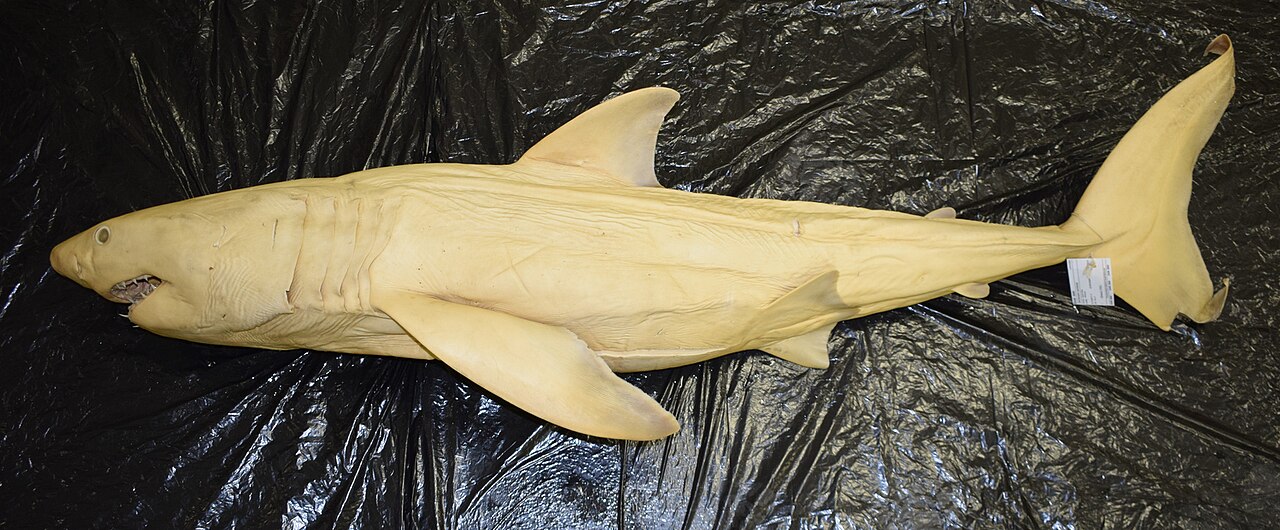 Albino Great white shark pup South Africa 2