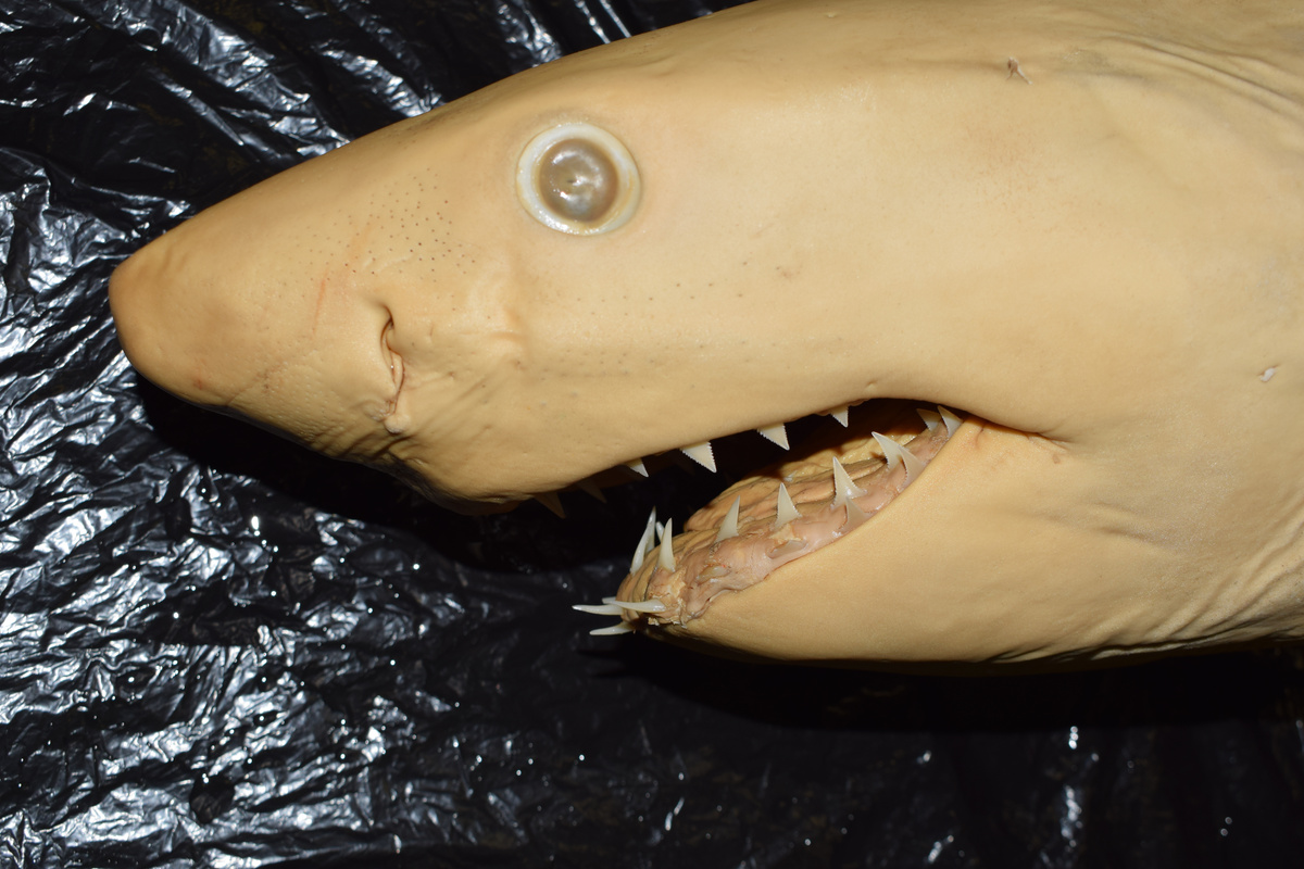 Albino Great white shark pup South Africa 3