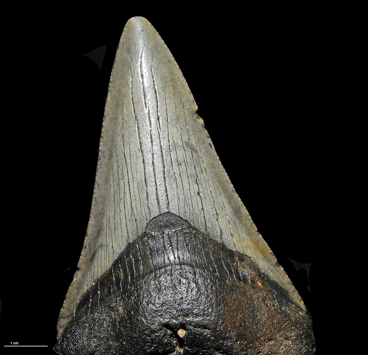 Carcharocles megalodon (Agassiz, 1837)